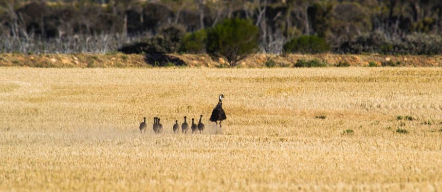 An additional year's post-study work and scholarships are part of Australia's population management plan. Photo: Germane Jaws/Unsplash