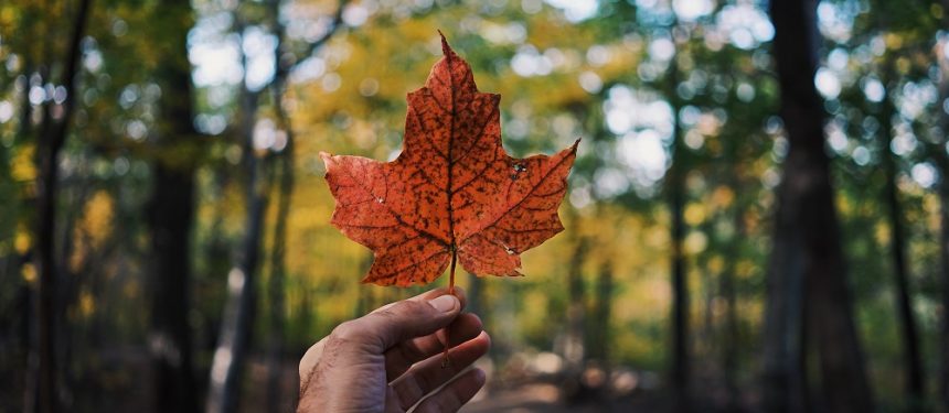 Canada continues its reign, as decision-making revealed to be a "family affair". Photo: Guillaume Jaillet/Unsplash
